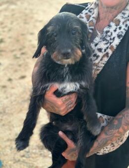 Blacky - Hunde-Opi sucht Sofa - Ratekau