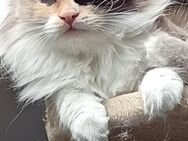 Heilige Birma Ragdoll Katze - Bochum Langendreer
