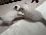 Reinrassige Siamkitten – 2x2 in liebevolle Hände abzugeben - Sandstedt