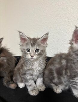 Maine coon Kitten mit Stammbaum - Tornesch