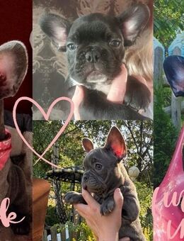 Reinrassige Französische Bulldoggen Welpen 1 Mädchen und 1 Rüde suchen ihr Traumkörbchen..Die liebsten der Welt - Plößberg