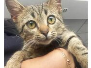verspiele Jungkatze Elsa sucht Dich! - Kallmünz