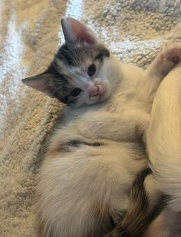 Katzenbaby's Mixkitten Babykatzen kitten - Monheim (Rhein)