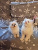 Ragdoll Perser mix Kitten in 84478