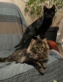 Drei süße Kitten (Jungkatzen, Katzenbabies) in gute Hände abzugeben in 54313