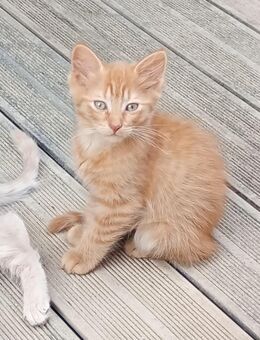 Reinrassiger Türkisch Angora Kater - Papenburg