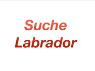 Suche schwarzen Labrador / Traum-Zuhause geboten - Aschau (Inn)