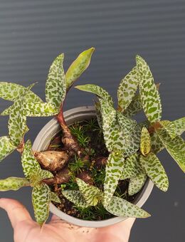 Ledebouria socialis - Eschbach (Landkreis Südliche Weinstraße)