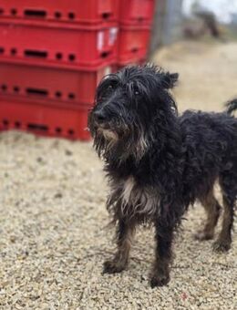 Borzi VA Sensible Schnauzermix-Hündin - Neustadt (Rübenberge)