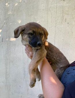 Chase Kleiner Hundejunge sucht seine L - Spenge