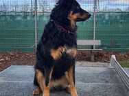Luna sucht ein neues Zuhause - Vaterstetten