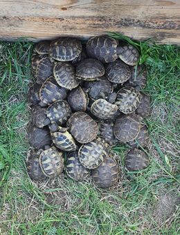 Griechische, Maurische und Breitrandschildkröten - Erlenbach (Main) Zentrum