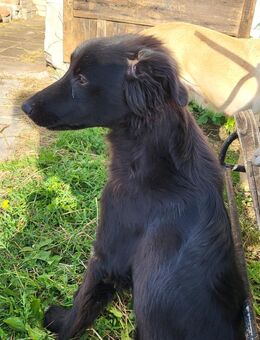 Bordercollie x Bordercollie Labrador Pumba, kinderlieb, sehr gut erzogen - Möckern Grabow