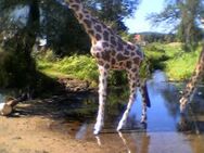 Giraffe groß lebensgroß Deko- & Werbefigur - Markersdorf