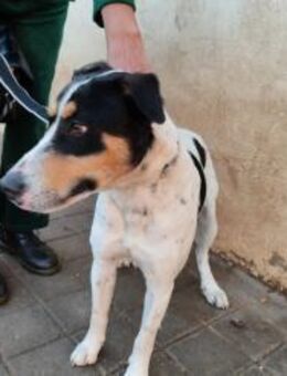 Curro - aktiver, verspielter, lieber Bub - Freudenstadt