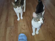 3 Kater abzugeben - Flensburg