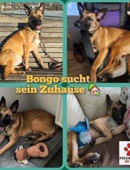 Bongo Malinois Mischling Rüde jung aktiv - Margetshöchheim