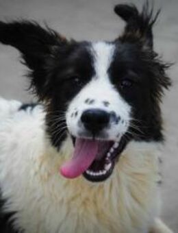 TILDA 🌼 - WERDE ICH MEIN GLÜCK FINDEN? - Alfeld (Leine)