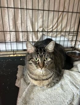 💛Sanfte Avi sucht Kuschelplatz🐱 - Eislingen (Fils)