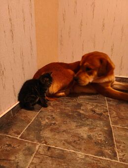 Labrador Mix Rüden - Geisleden