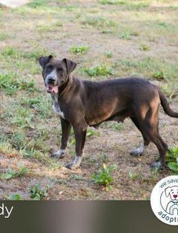 Lady: Ein Hund zum Verlieben - Kirchzell