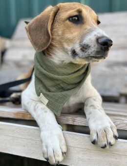 Ozzy - Lieber, junger Rüde sucht Zuhause - Berlin