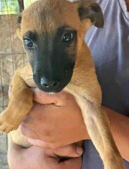 Zenith - Die goldige Kuschelmaus 💛 - Elsdorf (Nordrhein-Westfalen)