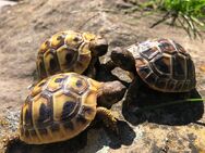 Griechische Landschildkröten aus 2024 und liebevoller Hobbyzucht - Rathenow