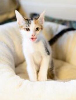 Sophie aus dem Tierschutz - Grevenbroich