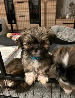 Süße ShihTzu Mix Welpen zu verkaufen - Westerheim (Baden-Württemberg)