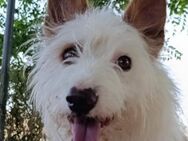 Doc; sucht liebevolles Zuhause - Geilenkirchen