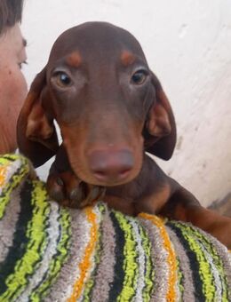 Abraxxas, süßer Kurzhaardackelwelpe - Remagen