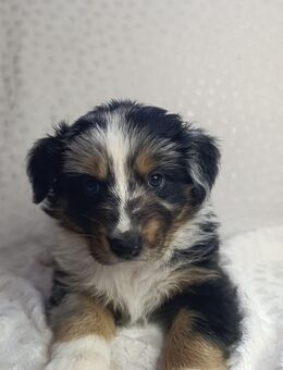 Australian Shepherd Welpen suchen liebevolles zu Hause - Rötha