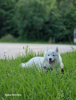 Reinrassige Samojeden-Welpe - Singen (Hohentwiel)