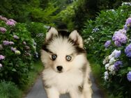 Pomsky F2 Toy & Mini Puppengesicht Bärchentyp Wollycoat - Espelkamp