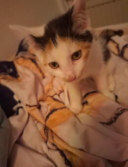 Katze, kitte, baby, sucht ein neues Zuhause - Magdeburg