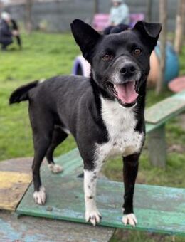 Domino von kettenlos - Bollingstedt