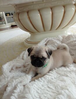 Mopswelpe sucht liebevolles zuhause - Schenkendöbern