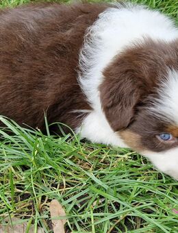 Australian Shepherd Welpen - Beeskow