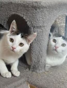 Greg + Manni hängen sehr aneinander - Poing