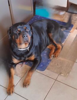 Liebevolle Rottweiler-Hündin sucht ein Zuhause mit Herz" - Bottrop