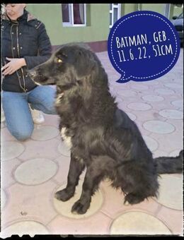 Batman - fröhlich und agil - Gelenau (Erzgebirge)