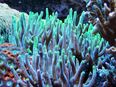 Korallenableger- Meerwasser- Acropora lokani / suharsoni in 57072