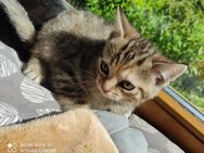 BKH Mix Kitten suchen ein neues Zuhause - Bleckede