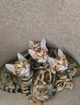 Bengal baby Katze - Frankfurt (Main) Zeilsheim