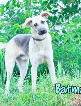 Batman klug mutig u. loyal 10/24 RU - Ruppertsecken