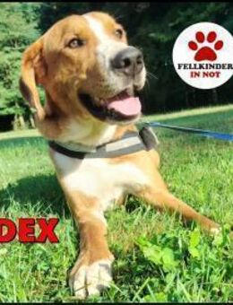 hübscher DEX sucht seine Familie - Margetshöchheim