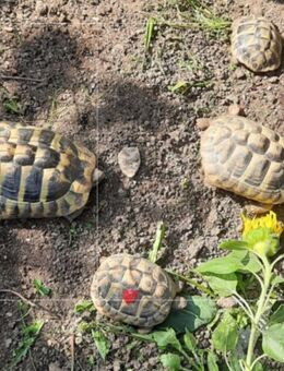 Griechische Landschildkröten zu verkaufen - Eggstätt