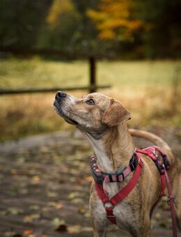 Paco sucht ein Zuhause - Arnsberg