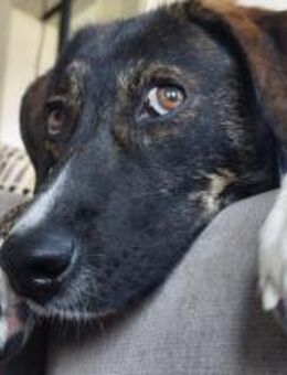 Kaly sucht ein neues Zuhause - Konstanz